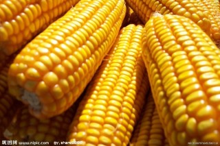 玉米市场价格该如何探寻？价格受哪些因素影响？