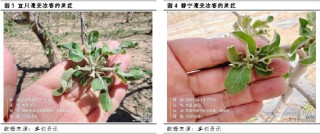 【花期调研】低温、大风或增加挂果欠佳的概率