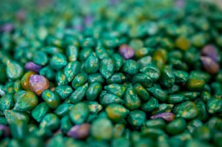 能源危机给一群农业微生物带来“救赎机会”