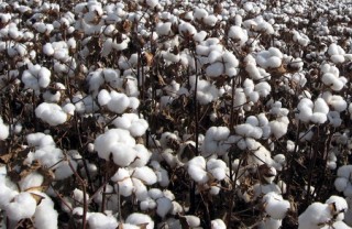 棉花库存中每张的吨数是如何规定的？这个规定对库存管理有何意义？