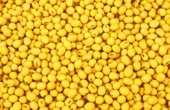 大豆什么时候收获如何确定大豆的最佳收获时机？这种时机选择受哪些因素影响？  第1张