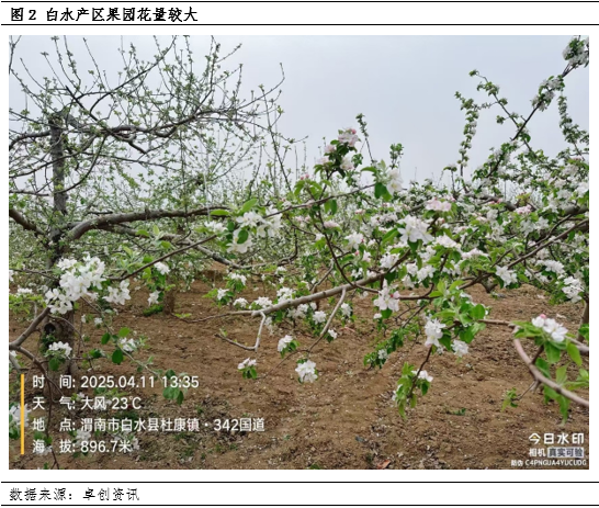 【花期调研】低温、大风或增加挂果欠佳的概率 第4张 【花期调研】低温、大风或增加挂果欠佳的概率 第4张