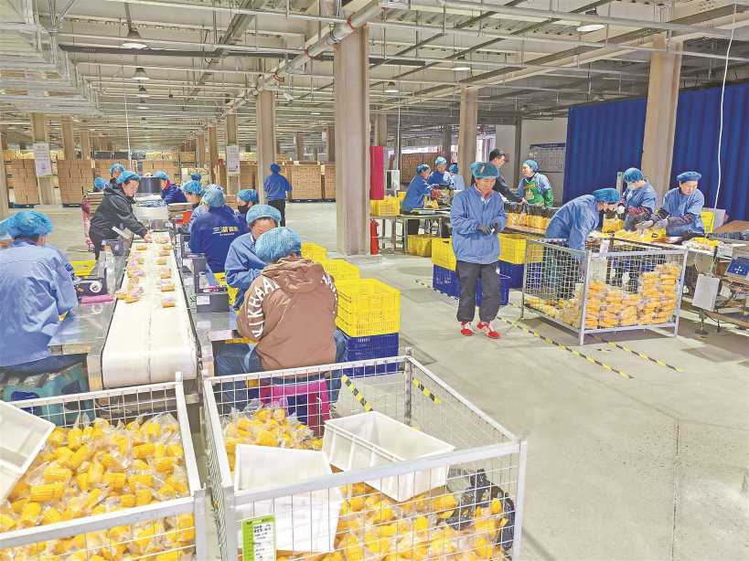 探访“中国玉米之乡”: 鲜食玉米年销4亿穗 第1张 探访“中国玉米之乡”: 鲜食玉米年销4亿穗 第1张